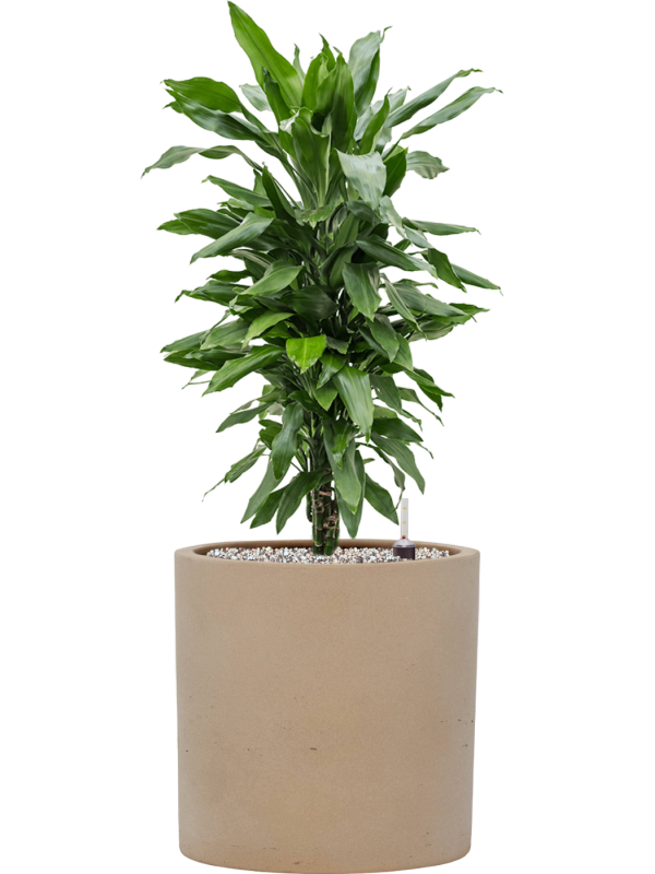 Dracaena fragrans 'Janet Lind' en Rough, Pottery Pots