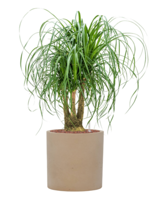 Beaucarnea recurvata en Rough