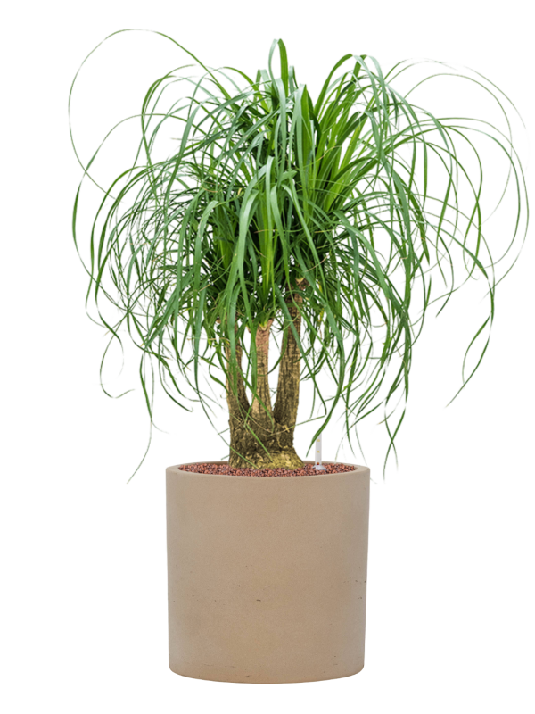 Beaucarnea recurvata en Rough, Pottery Pots
