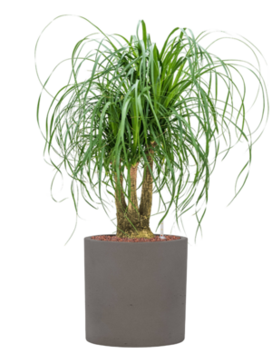 Beaucarnea recurvata en Rough