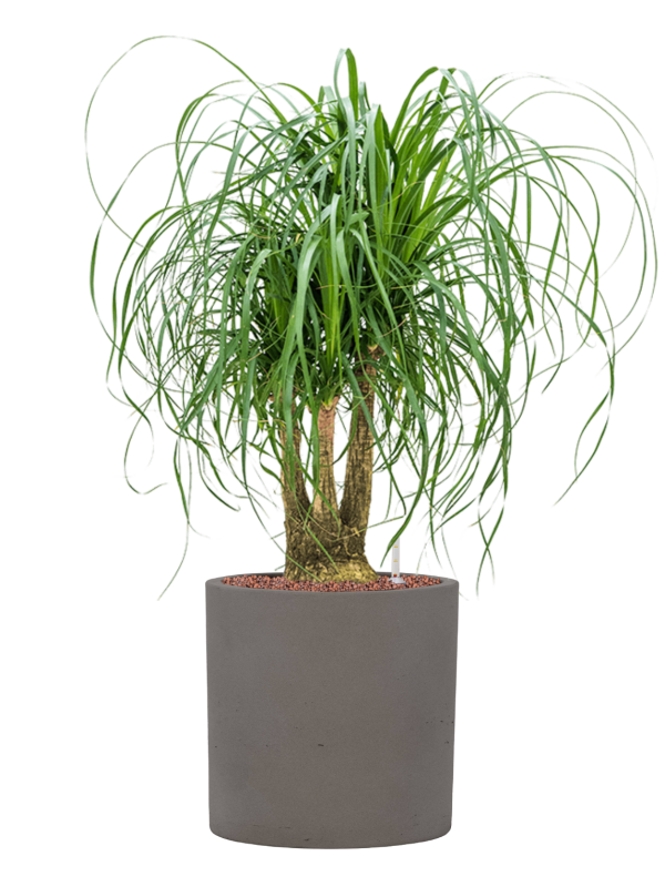 Beaucarnea recurvata en Rough, Pottery Pots