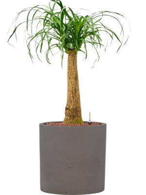 Beaucarnea recurvata en Rough