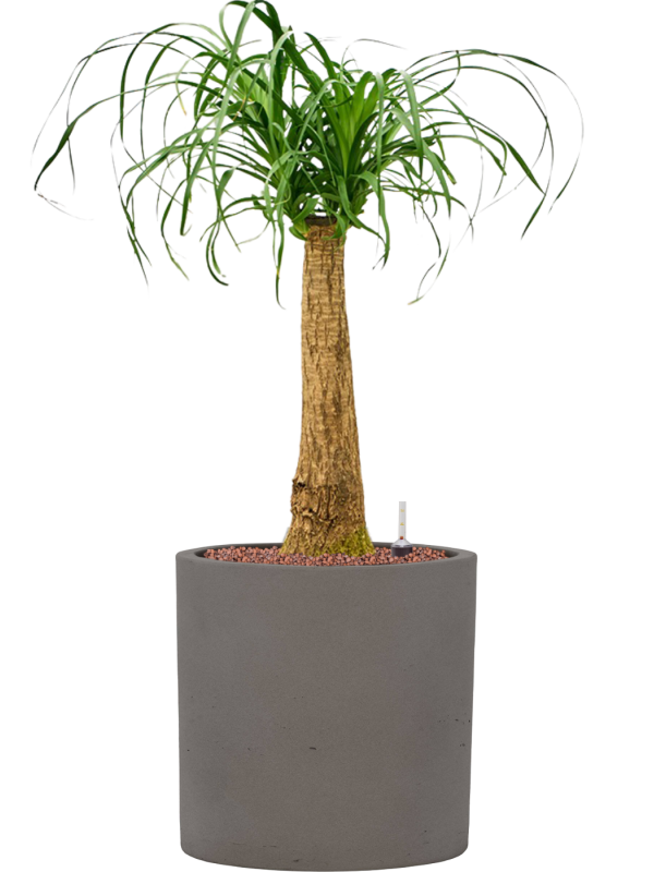 Beaucarnea recurvata en Rough, Pottery Pots