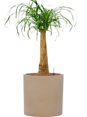 Beaucarnea recurvata en Rough