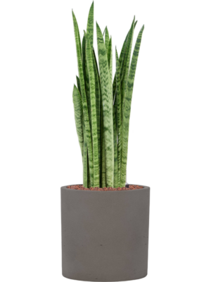 Sansevieria zeylanica 'Narrow' en Rough