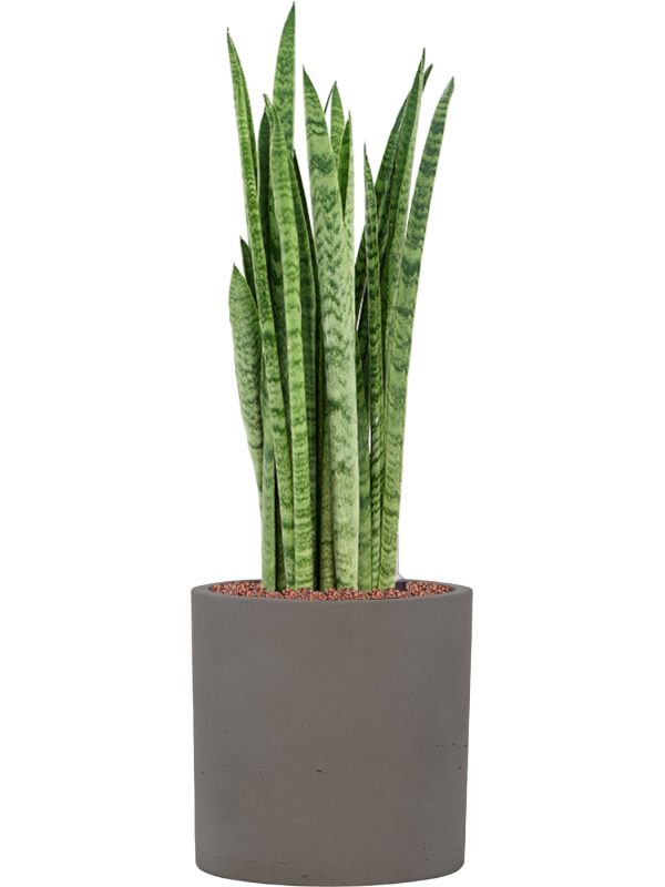 Sansevieria zeylanica 'Narrow' en Rough, Pottery Pots