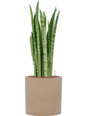 Sansevieria zeylanica 'Narrow' en Rough