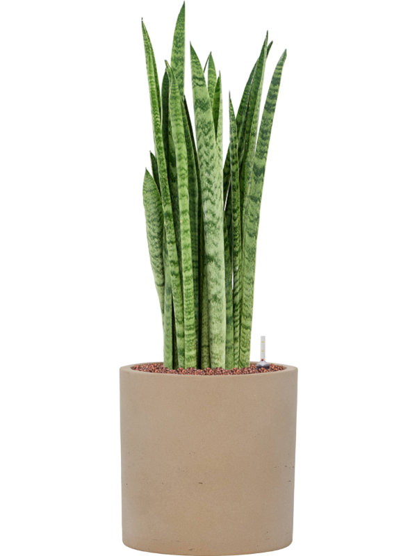Sansevieria zeylanica 'Narrow' en Rough, Pottery Pots