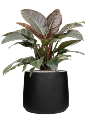 Philodendron 'Imperial Red' en Natural