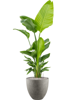 Strelitzia nicolai (120-160) en Grigio