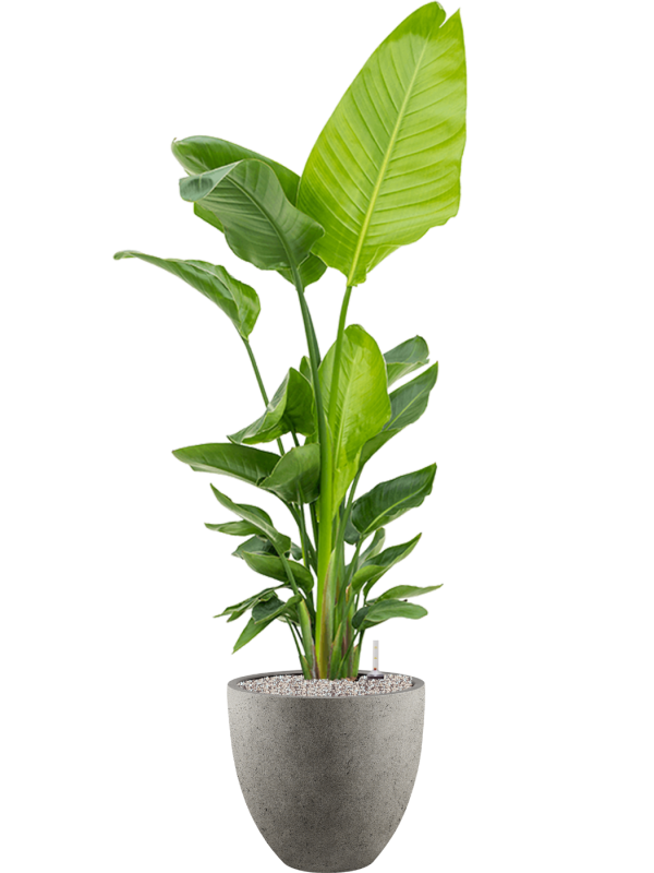 Strelitzia nicolai (120-160) en Grigio, Luca Lifestyle