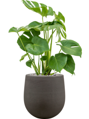 Monstera deliciosa en Baq Seren