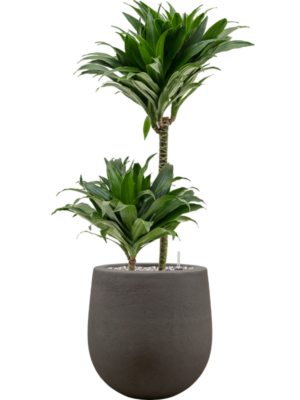 Dracaena fragrans 'Compacta' en Baq Seren