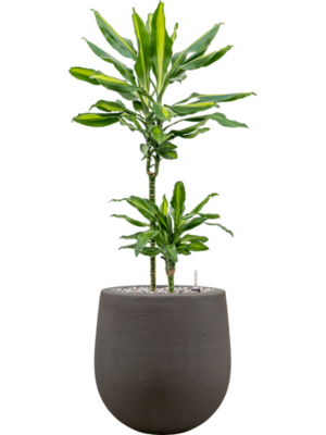 Dracaena fragrans 'Cintho' en Baq Seren