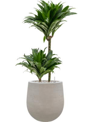 Dracaena fragrans 'Compacta' en Baq Seren