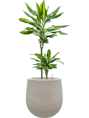 Dracaena fragrans 'Cintho'' en Baq Seren