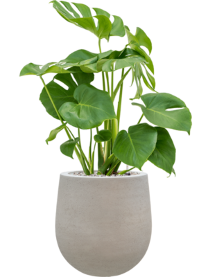 Monstera deliciosa en Baq Seren