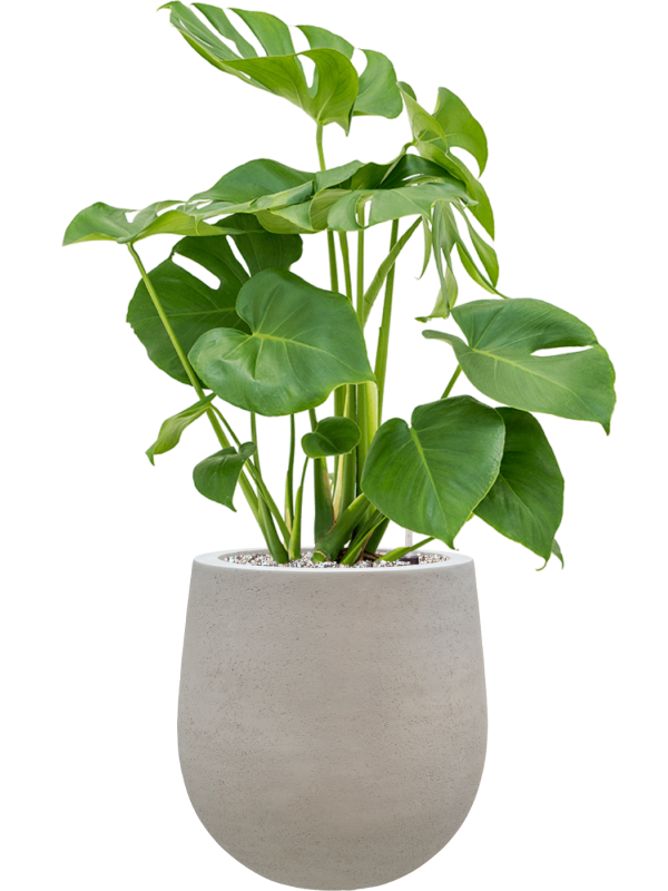 Monstera deliciosa en Baq Seren