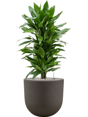 tDracaena fragrans 'Janet Lind' en Baq Seren