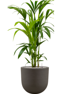 Kentia (Howea) forsteriana en Baq Seren