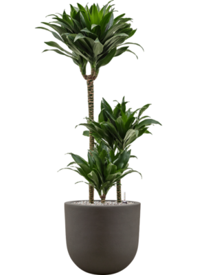 Dracaena fragrans 'Compacta' en Baq Seren