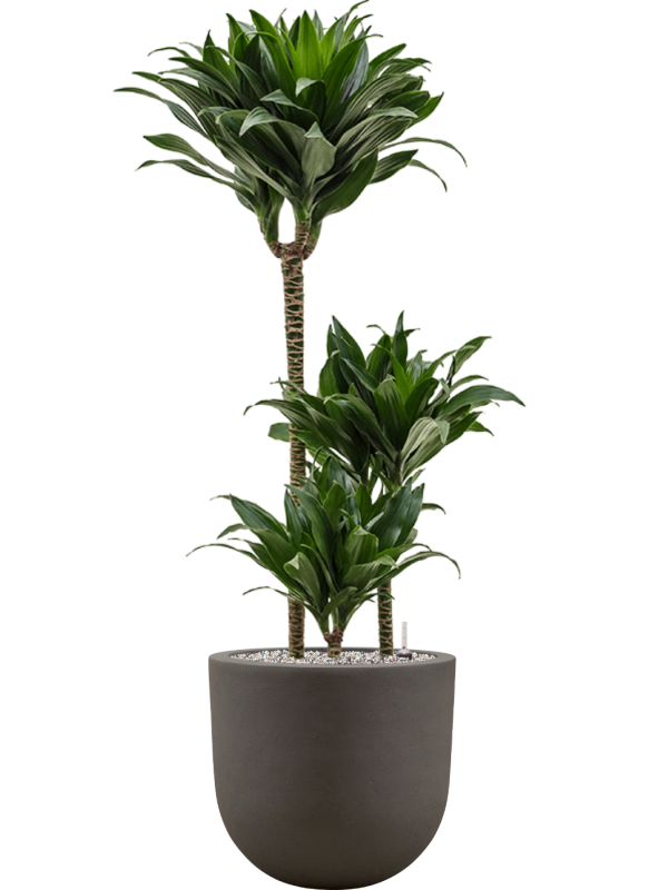 Dracaena fragrans 'Compacta' en Baq Seren