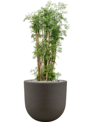 Aralia (Polyscias) 'Ming' en Baq Seren