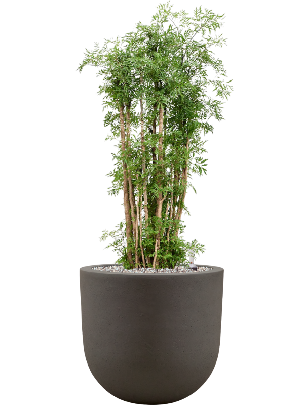 Aralia (Polyscias) 'Ming' en Baq Seren