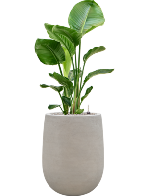 Strelitzia nicolai en Baq Seren