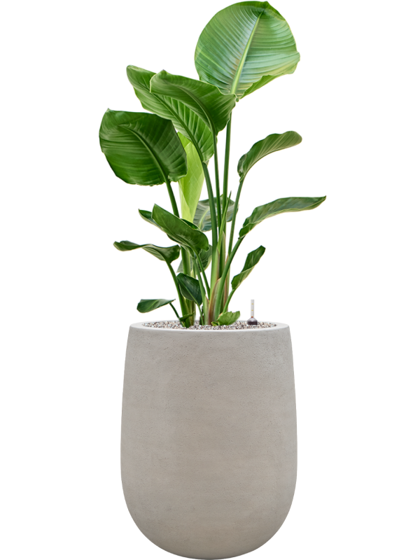 Strelitzia nicolai en Baq Seren