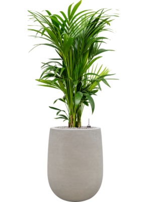 Kentia (Howea) forsteriana en Baq Seren