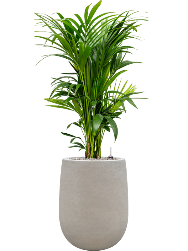 Kentia (Howea) forsteriana en Baq Seren