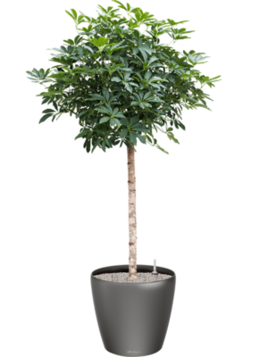 Schefflera arboricola 'Compacta' en Lechuza Classico
