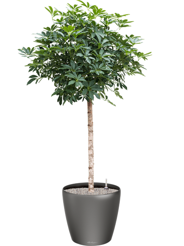 Schefflera arboricola 'Compacta' en Lechuza Classico