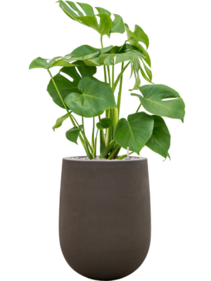 Monstera deliciosa en Baq Seren