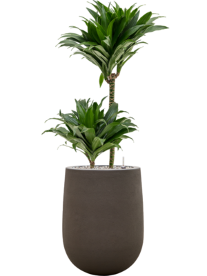 Dracaena fragrans 'Compacta' en Baq Seren