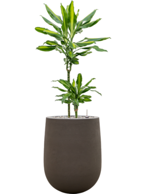 Dracaena fragrans 'Cintho'' en Baq Seren