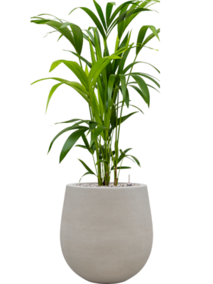 Kentia (Howea) forsteriana en Baq Seren