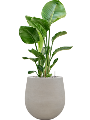 Strelitzia nicolai en Baq Seren