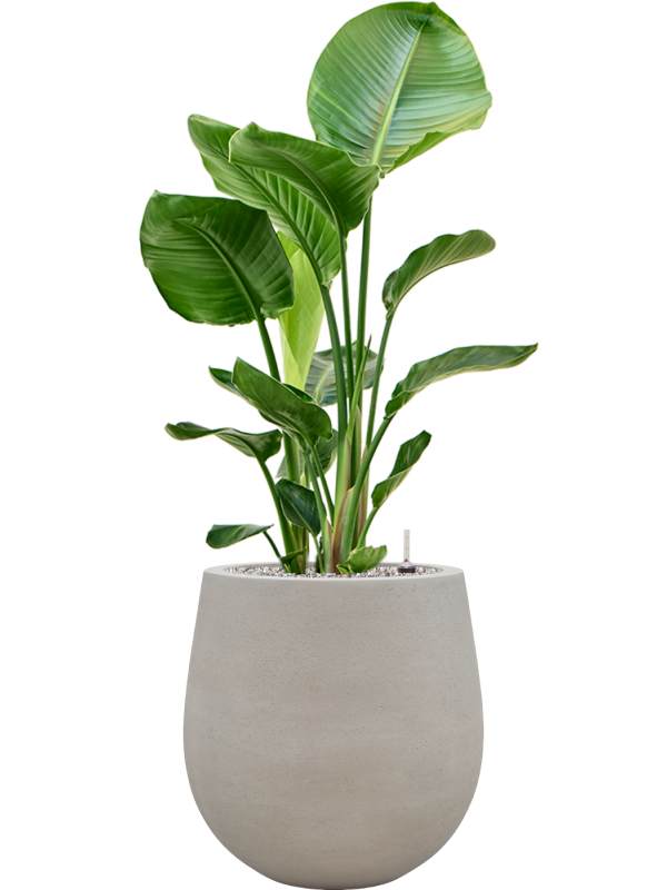 Strelitzia nicolai en Baq Seren