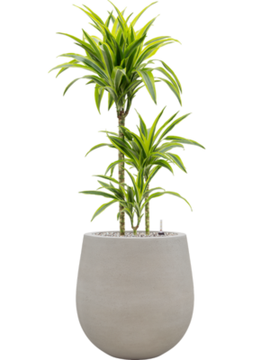 Dracaena fragrans 'Lemon Lime' en Baq Seren