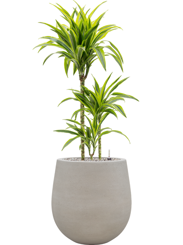 Dracaena fragrans 'Lemon Lime' en Baq Seren
