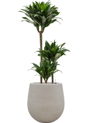 Dracaena fragrans 'Compacta' en Baq Seren