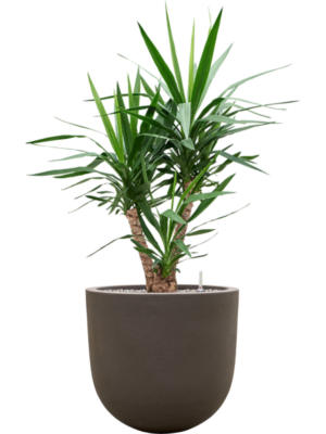 Yucca elephantipes en Baq Seren