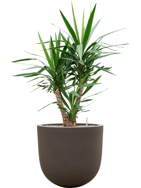 Yucca elephantipes en Baq Seren