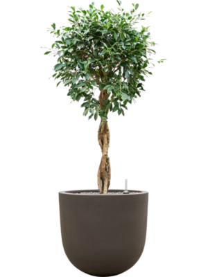 Ficus microcarpa 'Nitida' en Baq Seren