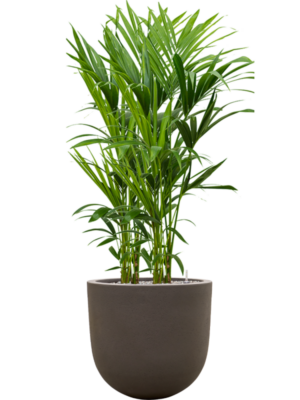 Kentia (Howea) forsteriana en Baq Seren