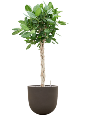Ficus benghalensis 'Audrey' en Baq Seren