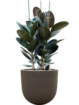 Ficus elastica 'Abidjan' en Baq Seren