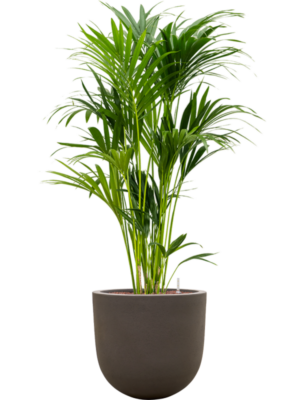 Kentia (Howea) forsteriana en Baq Seren